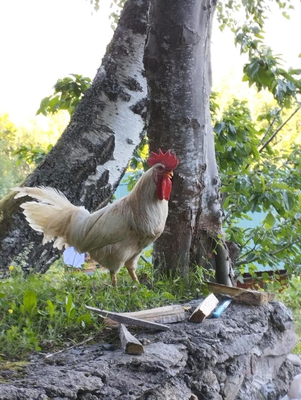 Kolibe Coric Villa Mojkovac Buitenkant foto